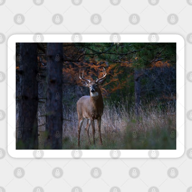 White-tailed Buck Sticker by Jim Cumming